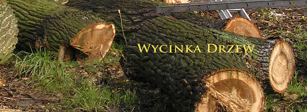 wycinka drzew wrocaw